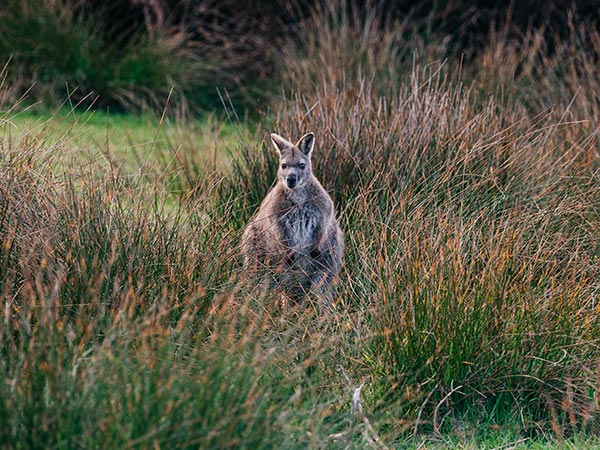 Wallaby di King Island, Tasmania