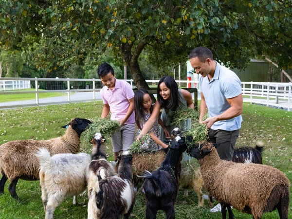 guests feeding farm animals at Paradise Country Farm Stay, Gold Coast