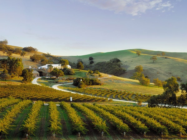 the vineyards in Tanunda