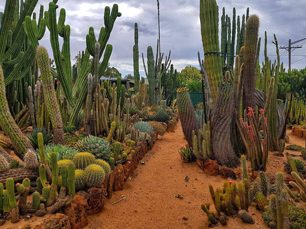 Cactus World Gilgandra