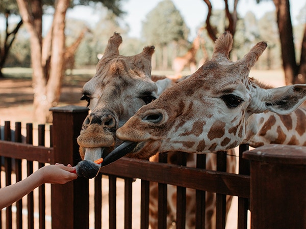 Western Plains Zoo, Dubbo