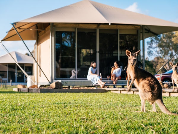 guests watching the wallabies from the paperbark tent at Habitat Noosa Everglades EcoCamp