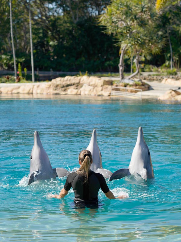 a woman facilitating a dolphin show at Sea World, Gold Coast