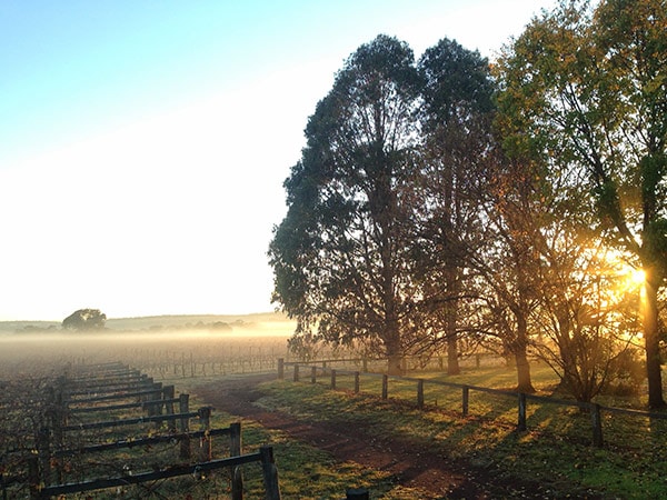 Toppers Mountain Wines, Tingha
