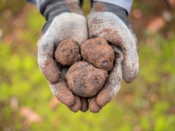 Truffles in Manjimup, WA