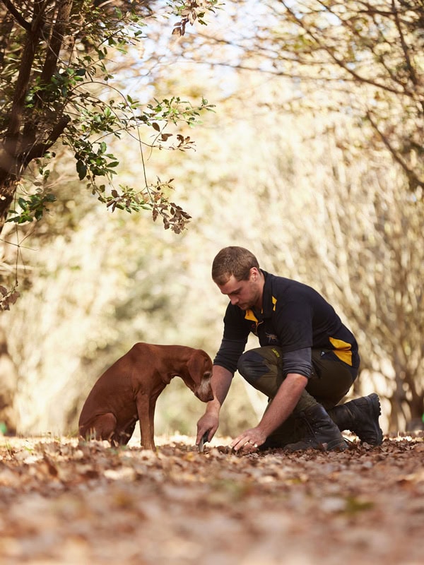 Truffle Kerfuffle in Western Australia