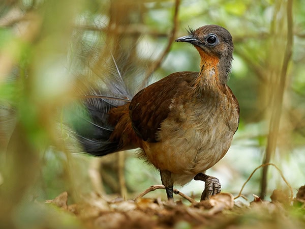 Albert's lyrebird in queensland