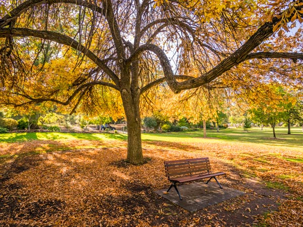 autumn leaves covering the lawns across Wagga Wagga Botanic Gardens