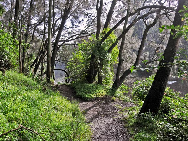 trees and bushes along the Riverside Walking Track