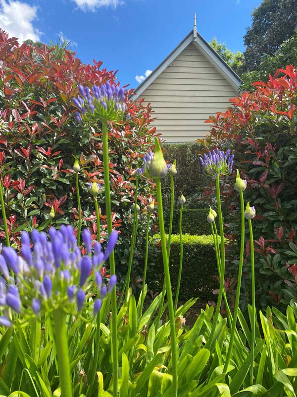 flowers growing abundantly around Shambala Estate Garden