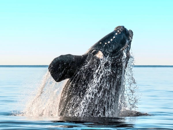 Southern Right Whale for the Winter Whalefest in Victor Harbor, SA.