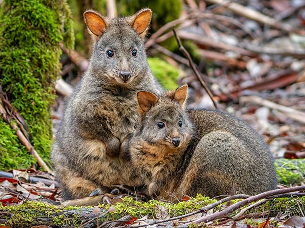 pademelons in tasmania