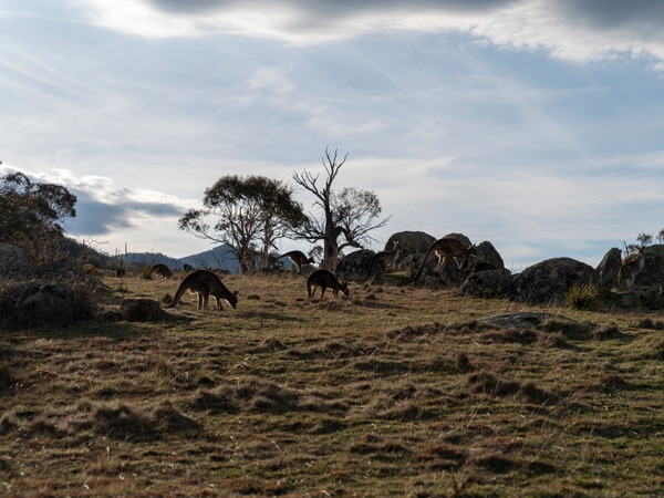 native wildlife in Canberra, Australian Capital Territory