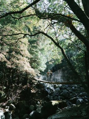 Your Guide To Minnamurra Rainforest, New South Wales