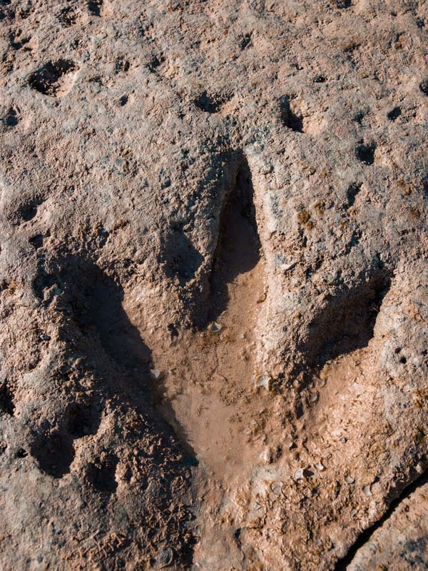a huge dino footprint on Reddell Beach