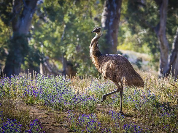 an emu walking along purple wildflowers, South Australia, Arkaba