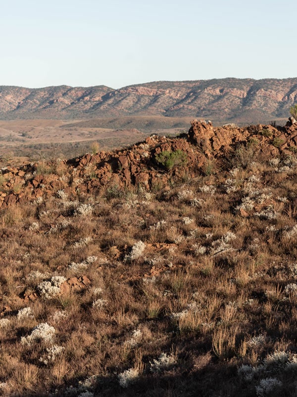 the grassy and rugged landscape of South Australia, Arkaba