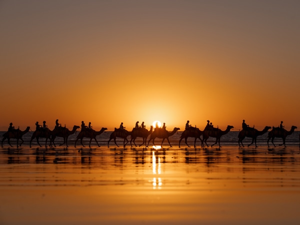 camels at sunset on Cable Beach, Broome