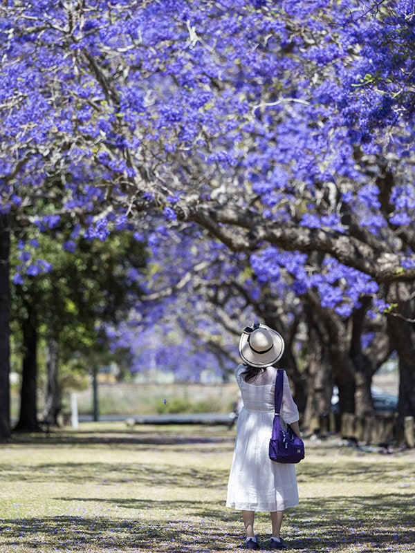 Girl looking at jacaranda trees