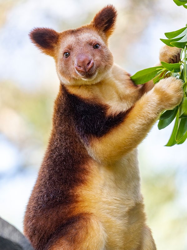 Caversham Wildlife Park, Perth