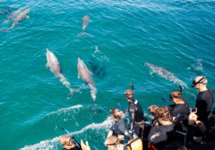 Dolphins, Penguin Island Visitor Center, ,Rockingham, Western Australia