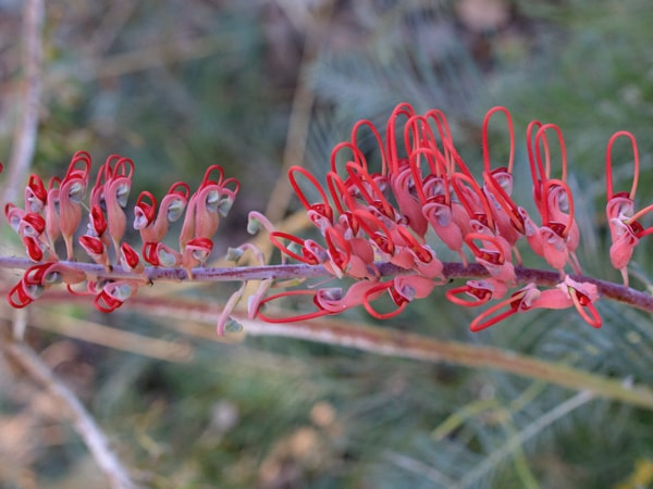 a close-up photo of Native Grevillea flowers