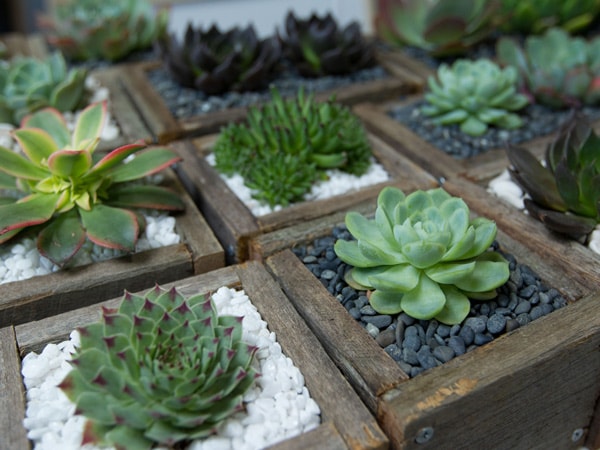 indoor plants displayed at Handmade Market, Canberra