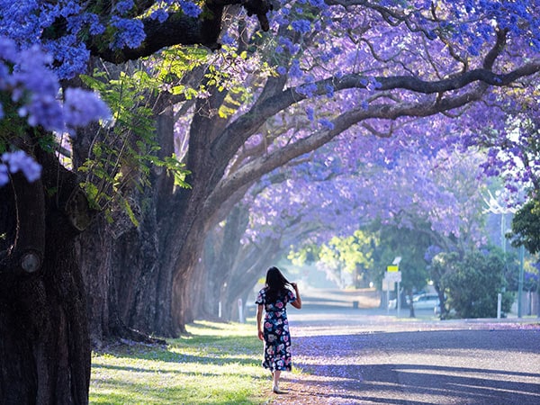woman walking in Grafton during Jacaranda Festival