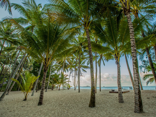 palm trees on Kewarra Beach, Cairns
