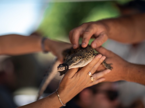 holding a baby crocodile at Malcolm Douglas Crocodile Park