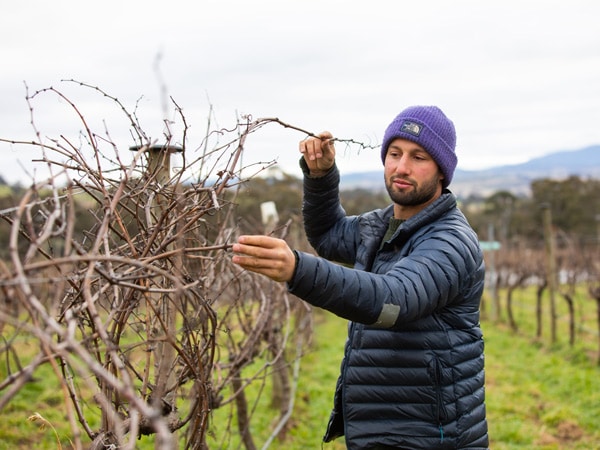 a man checking up on Renzaglia Wines vineyard