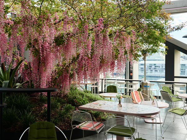 Flowering tree at Untied in Sydney