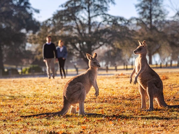 kangaroos in Weston Park