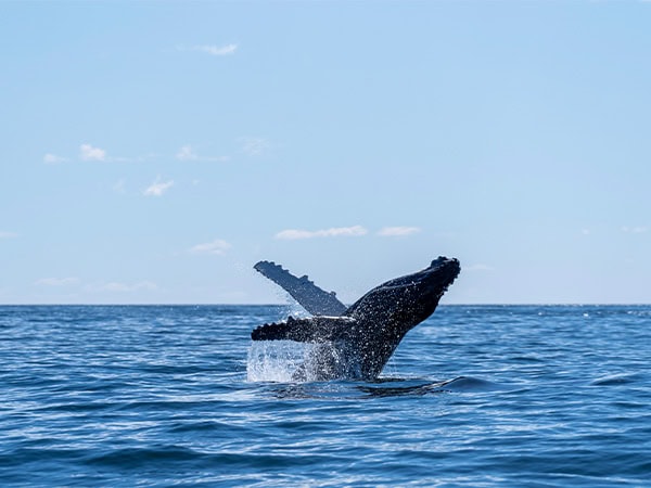 whale Eurobodalla