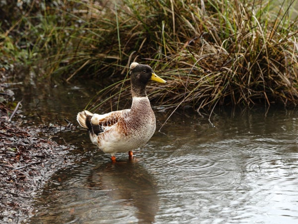 a duck at Lake Daylesford
