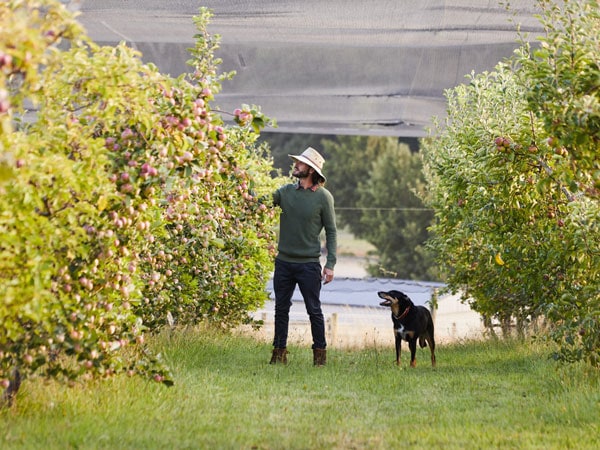 a farmer picking grapes in a vineyard along with a dog at Daylesford Cider