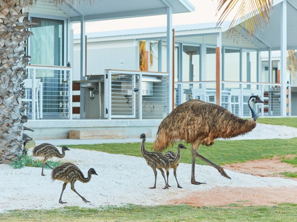 Emu with young at RAC Monkey Mia Dolphin Resort