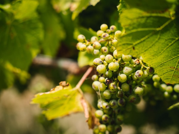 a close-up photo of green chardonnay grapes at Captains Creek Organic Wines