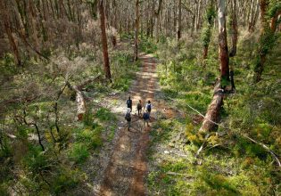 Towering karri and marri trees of Boranup Forest.