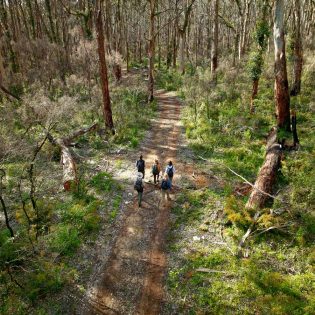 Towering karri and marri trees of Boranup Forest.