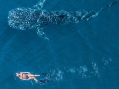 Woman snorkels alongside a whale shark in Ningaloo WA
