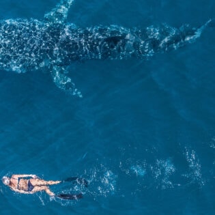 Woman snorkels alongside a whale shark in Ningaloo WA