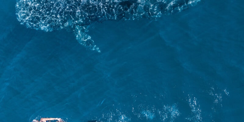 Woman snorkels alongside a whale shark in Ningaloo WA