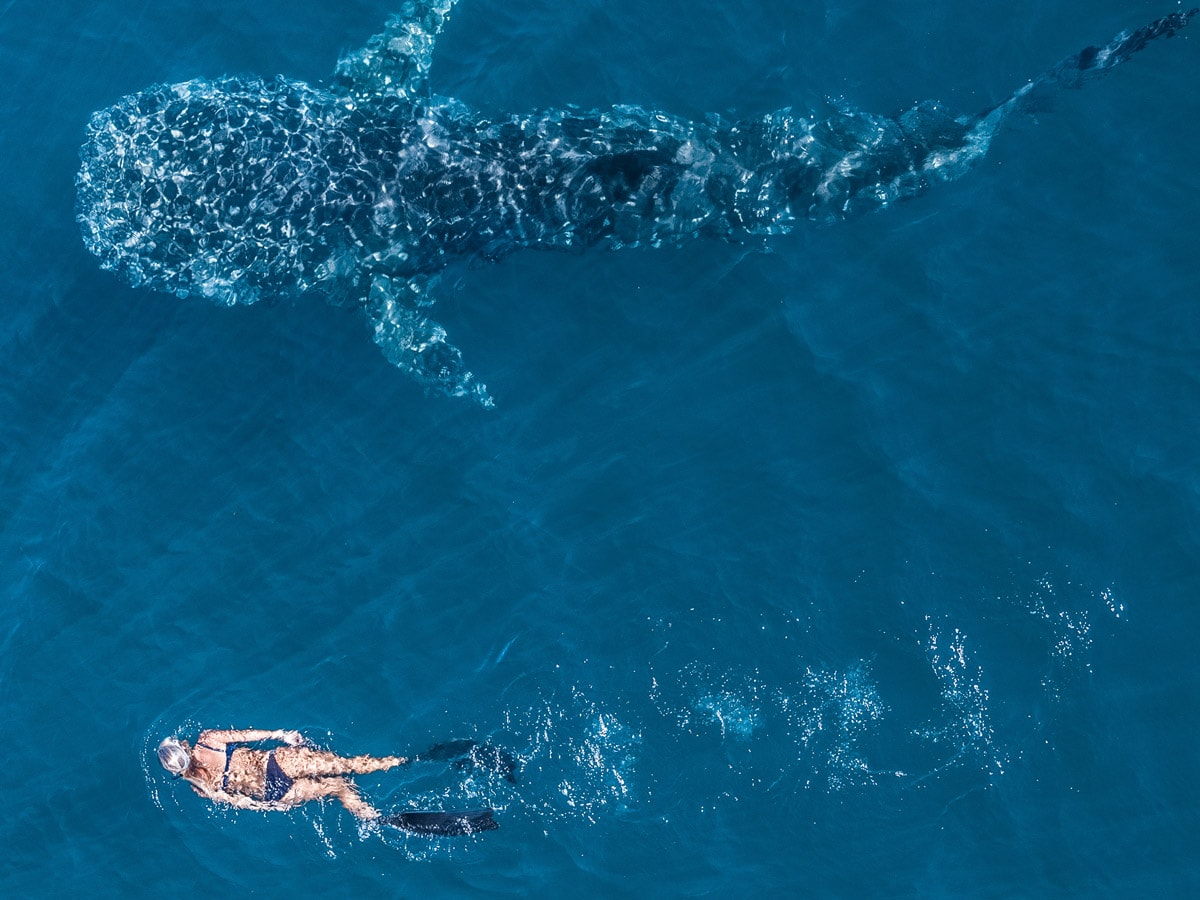 Woman snorkels alongside a whale shark in Ningaloo WA