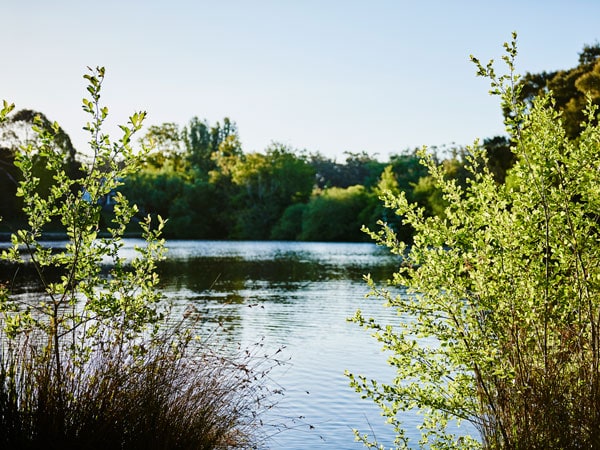 lush greenery at Lake Daylesford