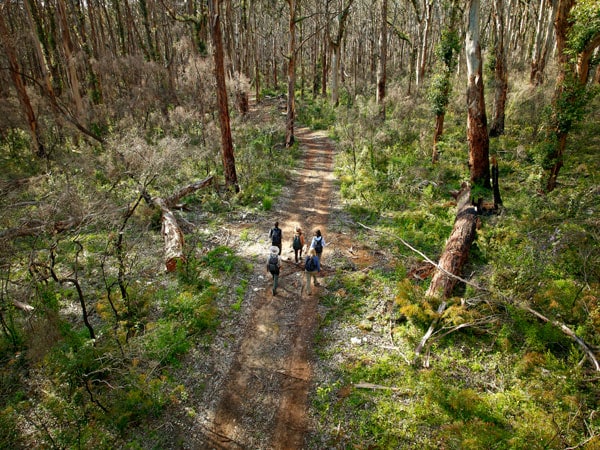 a group of people hiking through the marri forest in Boranup