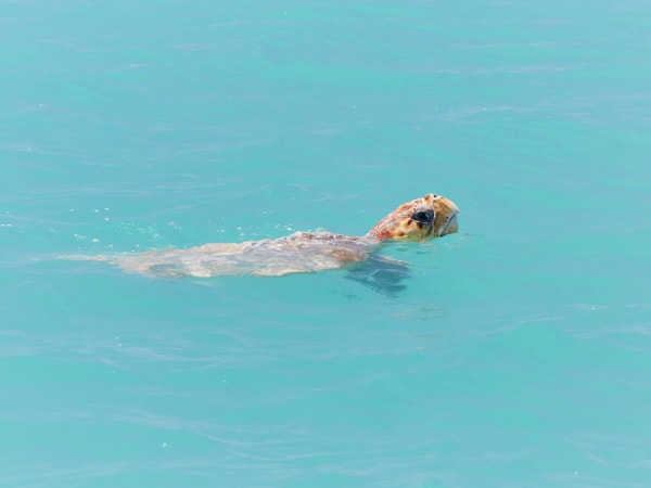 a sea turtle swimming in Monkey Mia