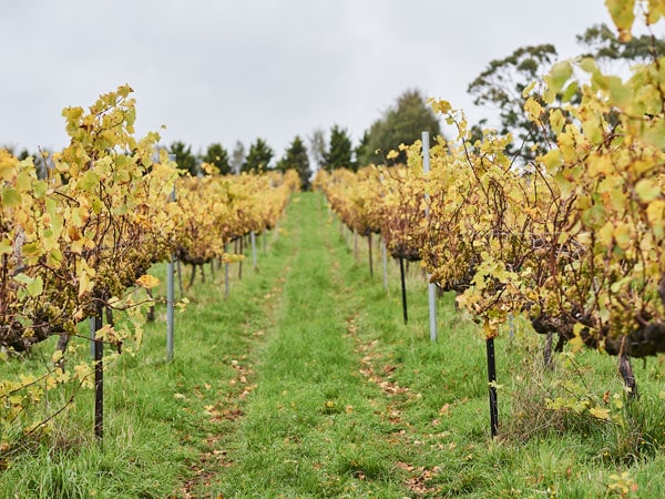 the grape vines at Passing Clouds, Daylesford