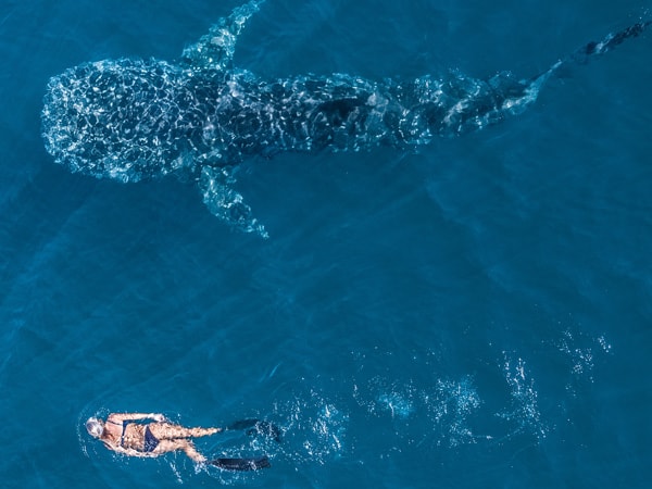 A woman snorkels with a whale shark in Ningaloo
