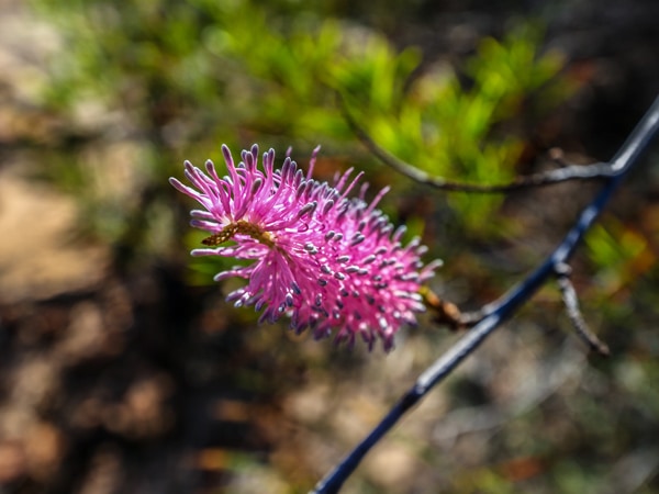 a wildflower near Kalbarri National Park